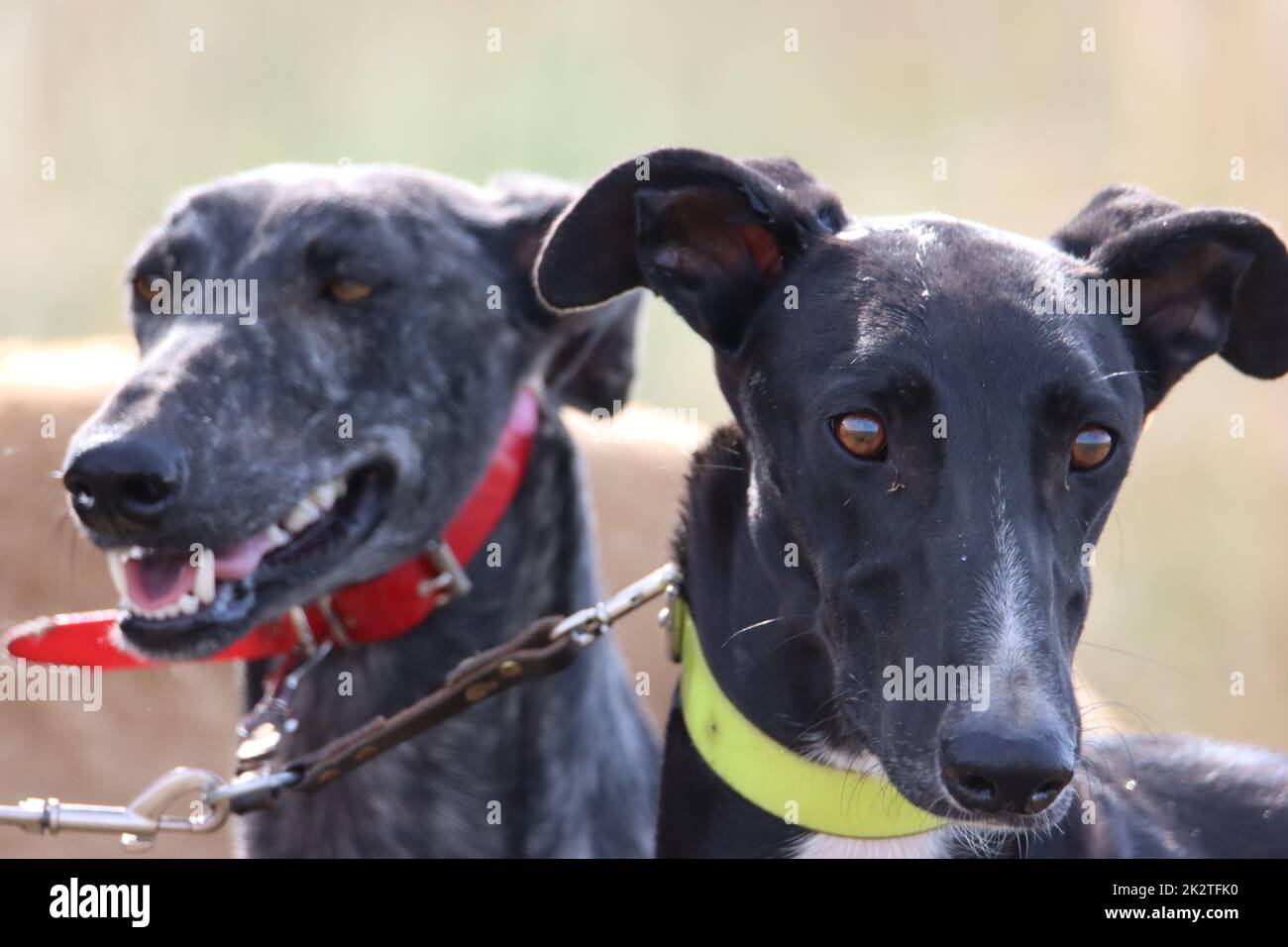 Schöne schnelle spanische Windhund Hund Energie Jagd Rennen Stockfoto