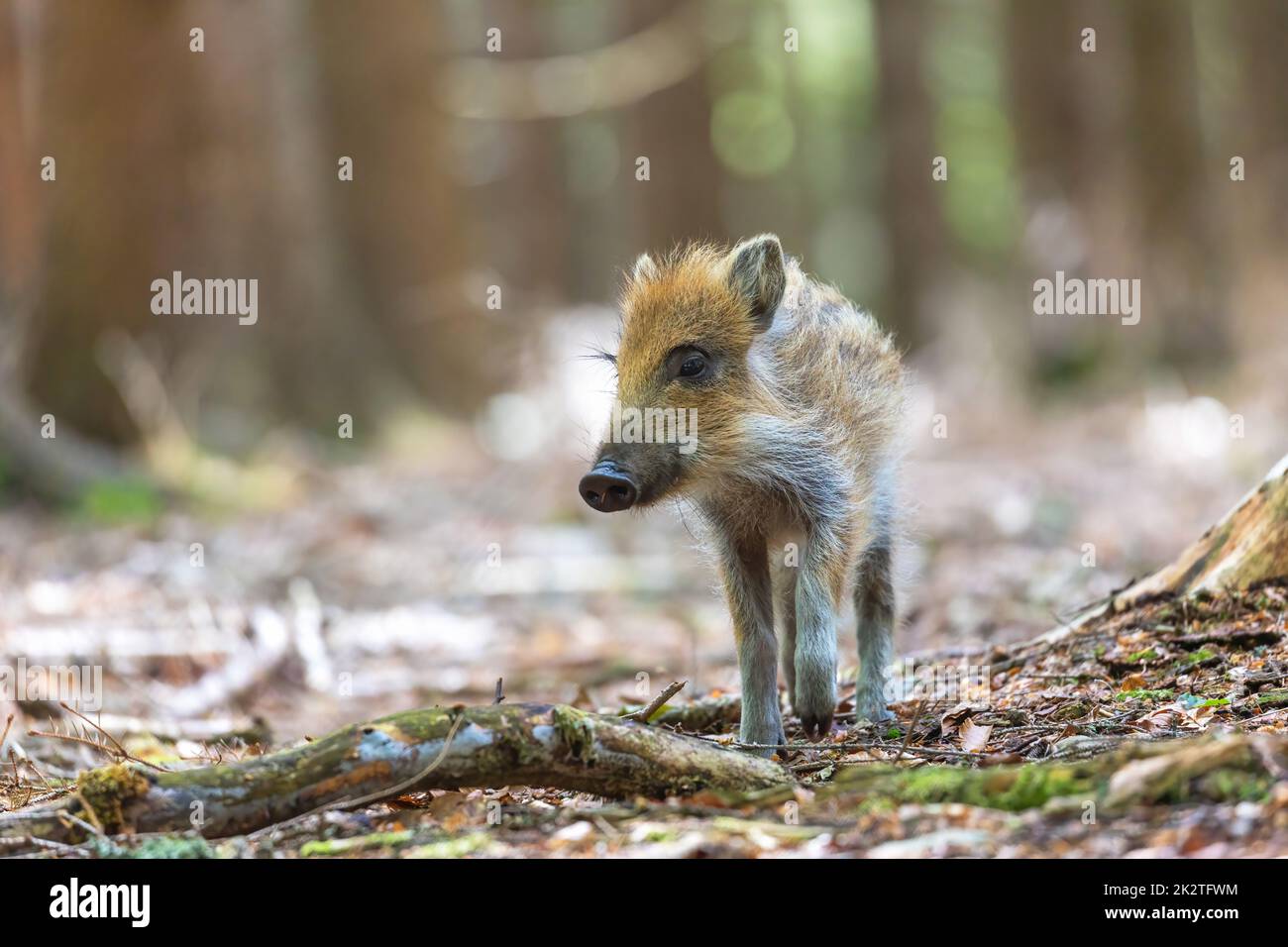 Porträt eines jungen Wildschweins Stockfoto