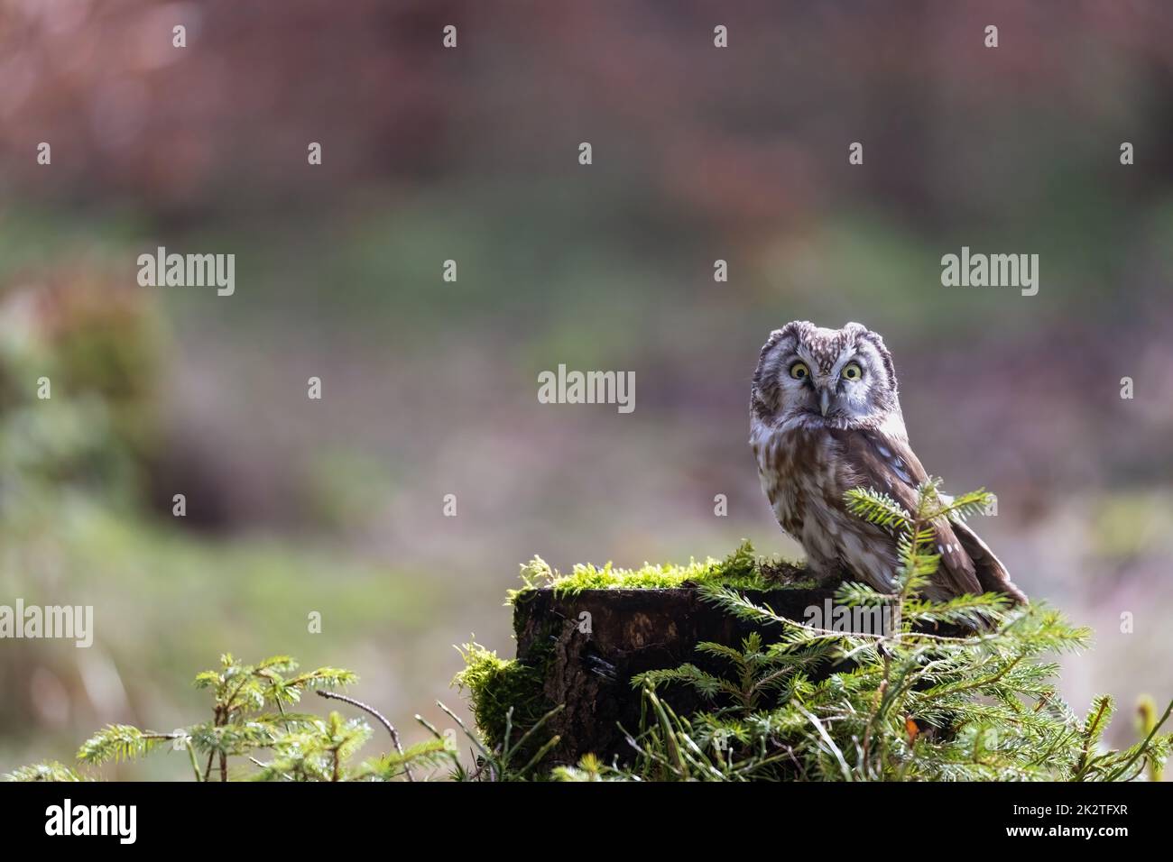 Die kleine Eule posiert allein im Wald. Stockfoto