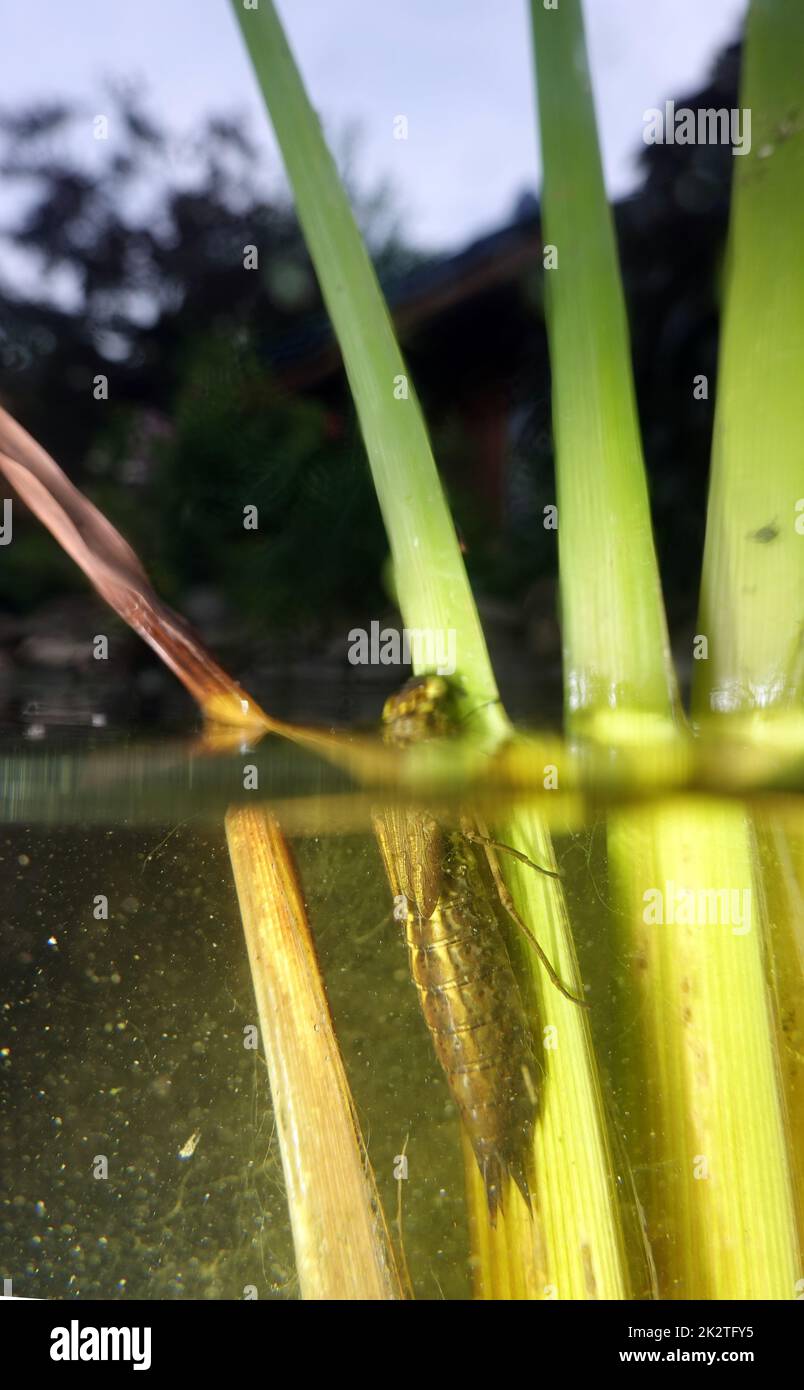 Libellenlarve kurz vor dem SchlÃ¼pfen an den BlÃ¤ttern eines Ã„stigen Igelkolben (Sparganium erectum) Stockfoto