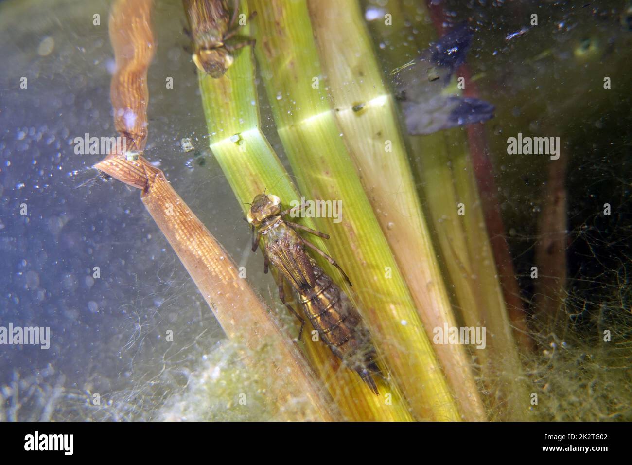 Libellenlarve kurz vor dem SchlÃ¼pfen an den BlÃ¤ttern eines Ã„stigen Igelkolben (Sparganium erectum) Stockfoto