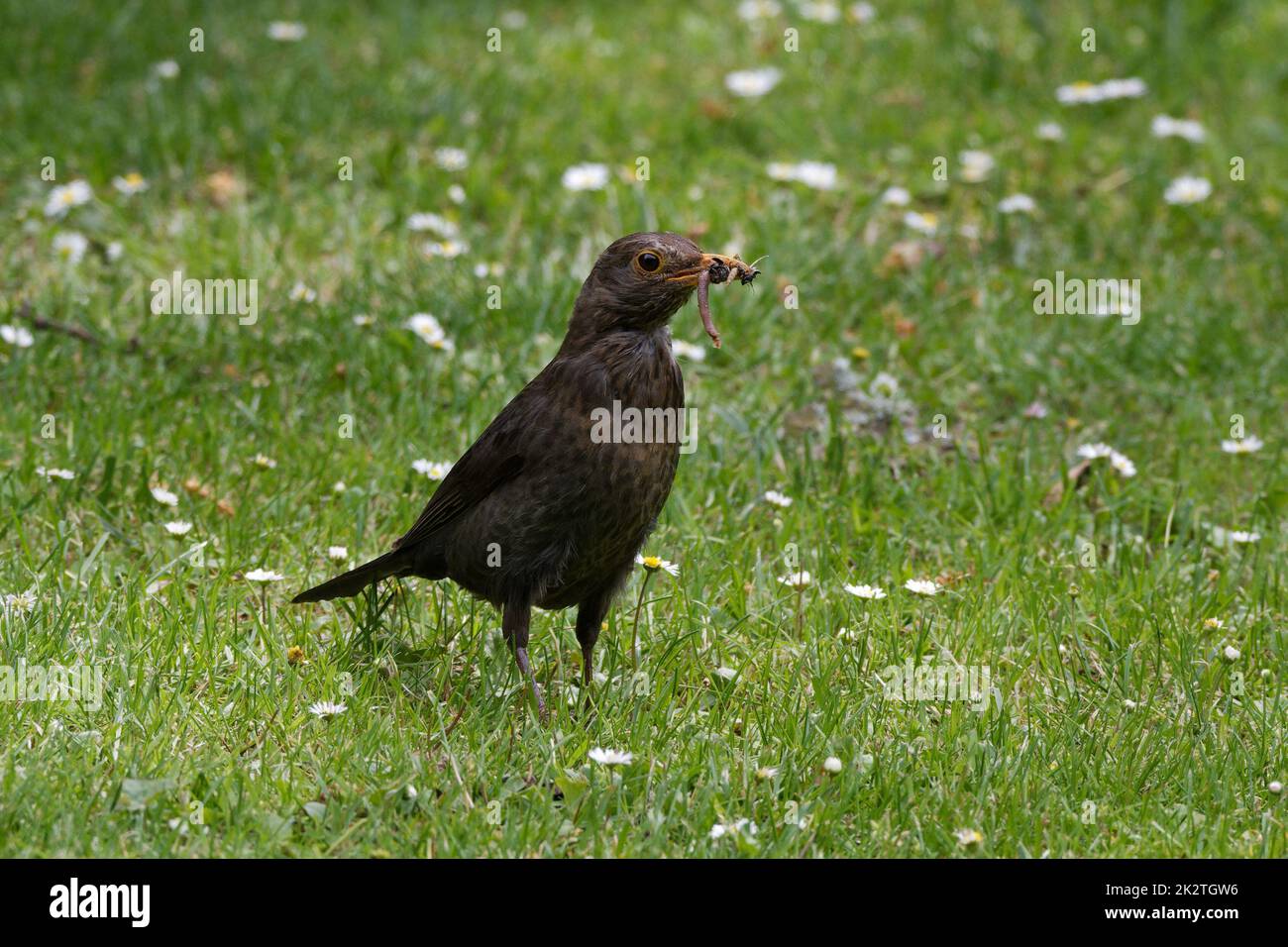 Amsel auf einer Wiese mit verschiedenen Insekten im Schnabel Stockfoto