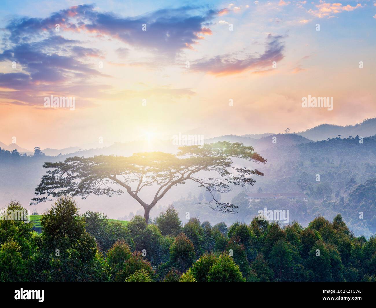Einsamer Baum auf Sonnenaufgang in Bergen Stockfoto