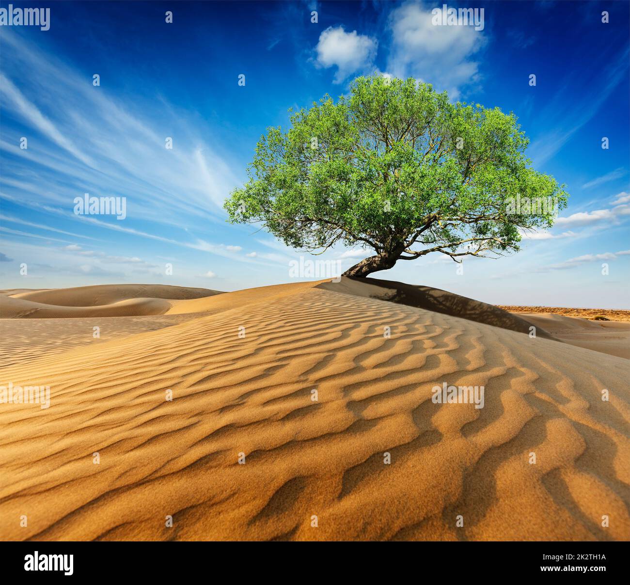 Einsamer grüner Baum in Wüstendünen Stockfoto