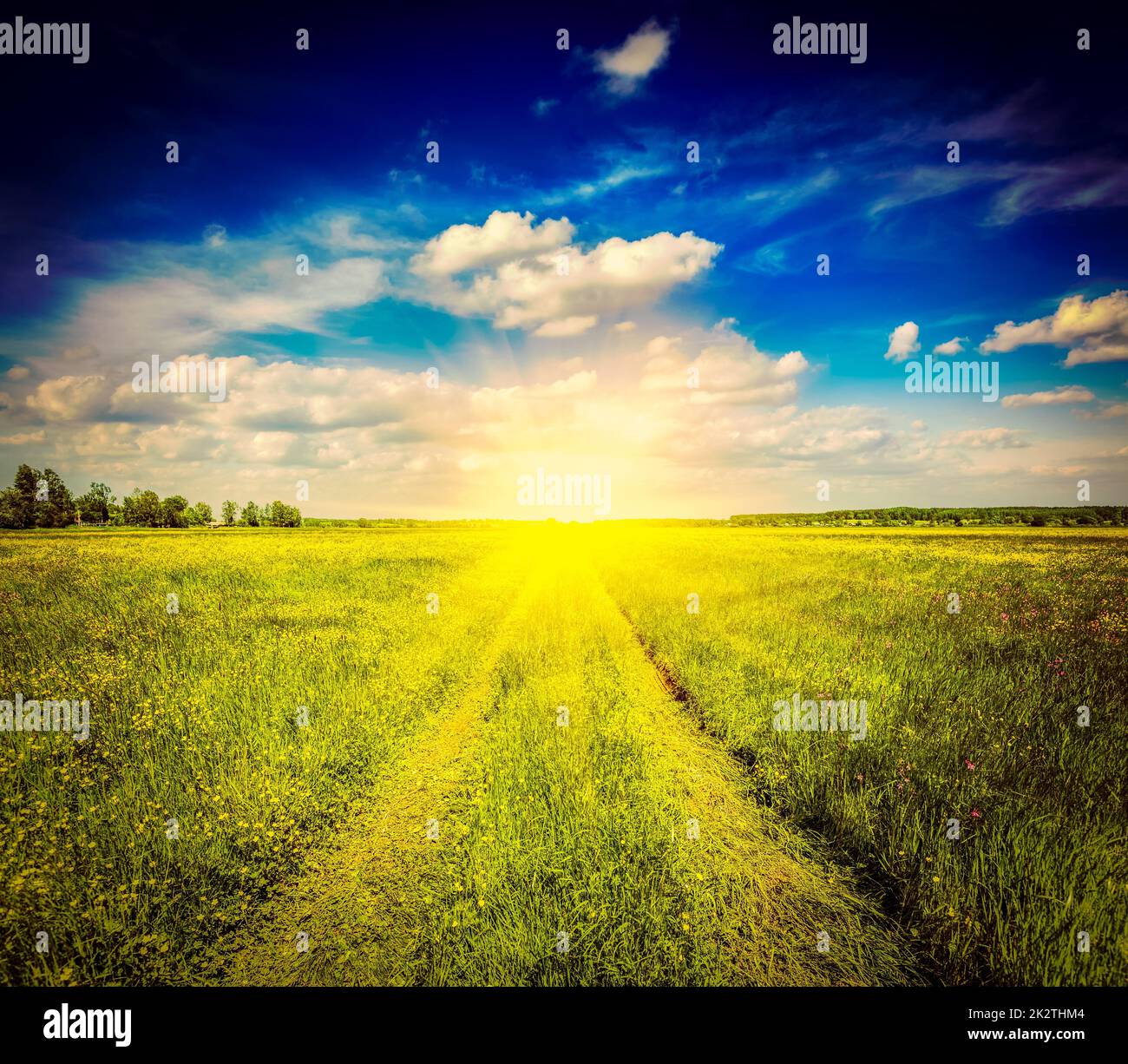 Frühlingssommer Landstraße in grüner Feldlandschaft Stockfoto
