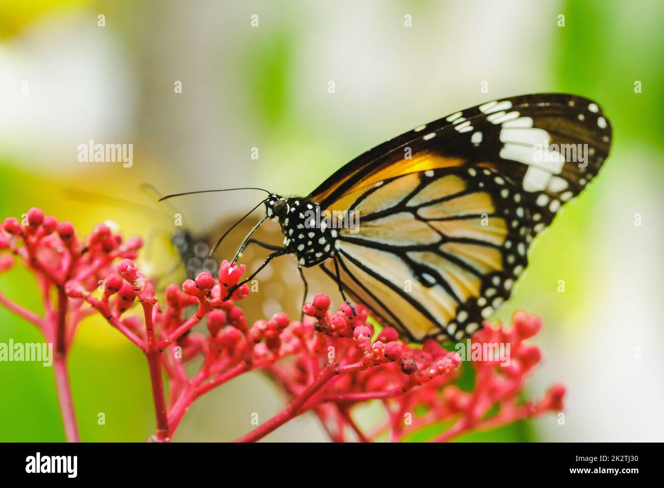 Danaus chrysippus saugt Nektar an einer roten Blume. Stockfoto