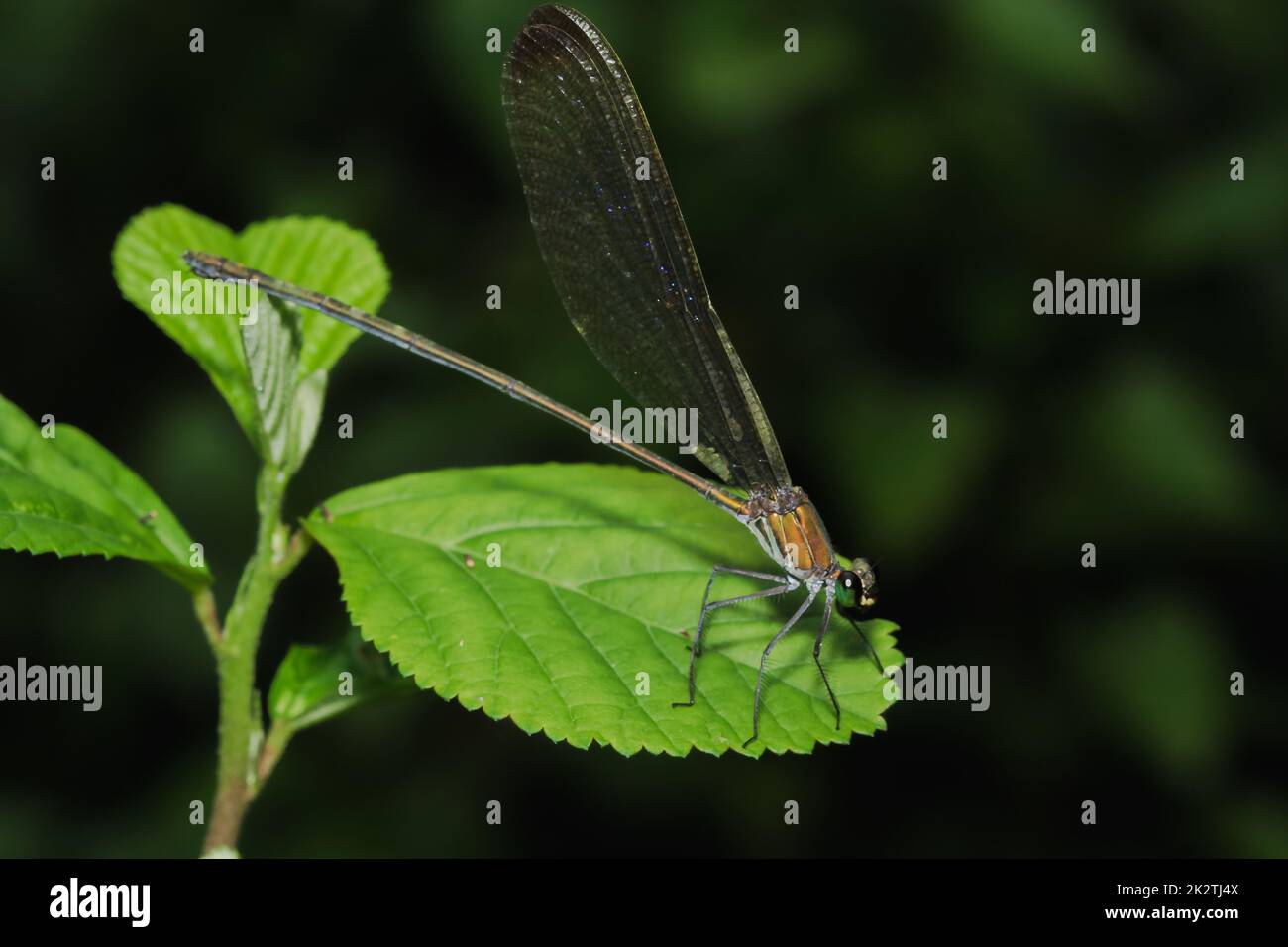 Grüne Libelle auf den Blättern im Naturwald Stockfoto