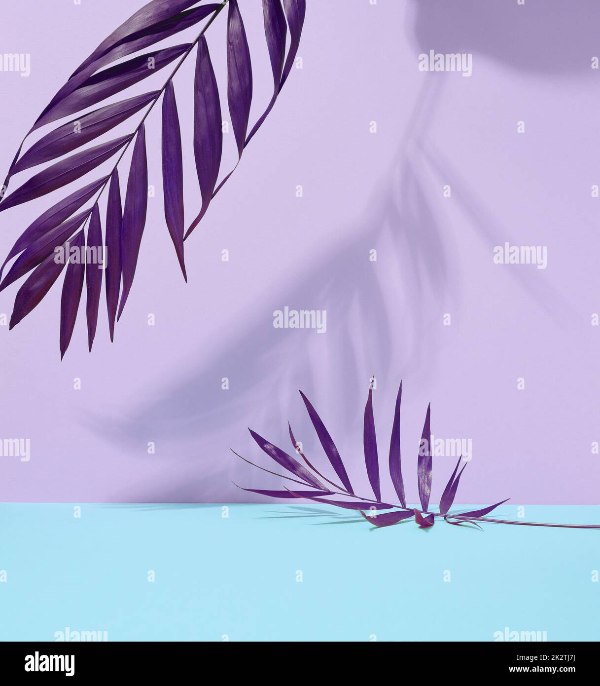 Violette Palmenblätter mit Schatten auf blauviolettem Hintergrund. Stockfoto