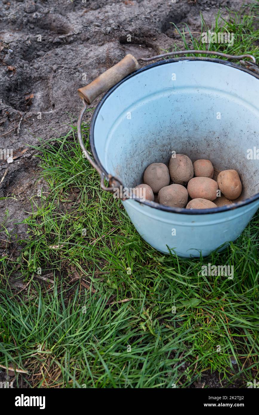Kartoffelknollen in den Boden Pflanzen. Frühjahrsvorbereitung für die Gartensaison. Kartoffeln zum Schneiden in einem Eimer. Stockfoto