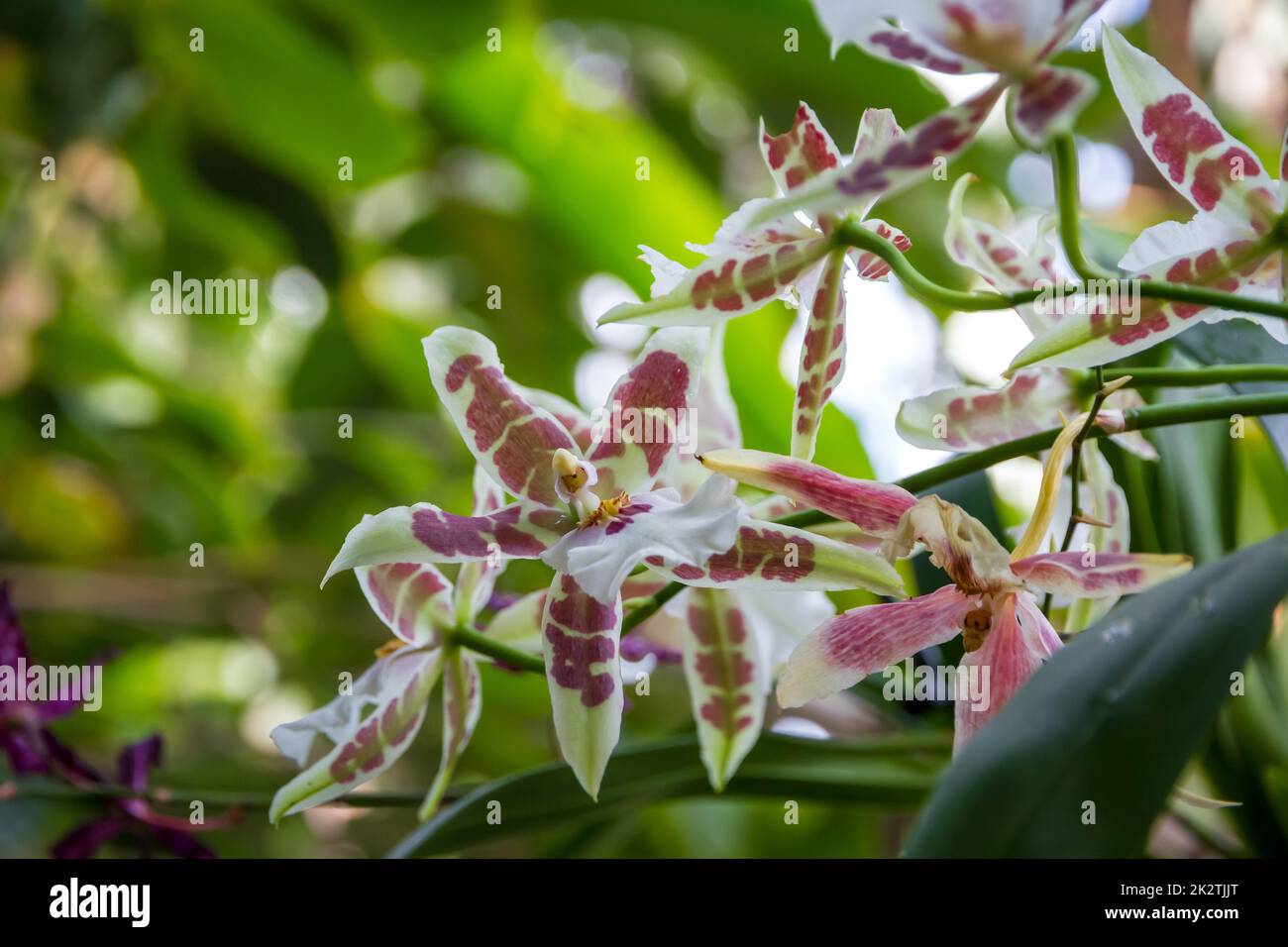 Orchideenblüte, farbenfrohes Cymbidium Stockfoto