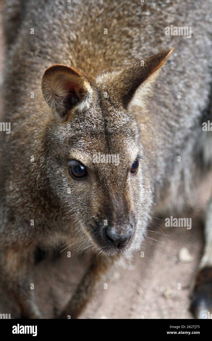 Red-necked wallaby Stockfoto