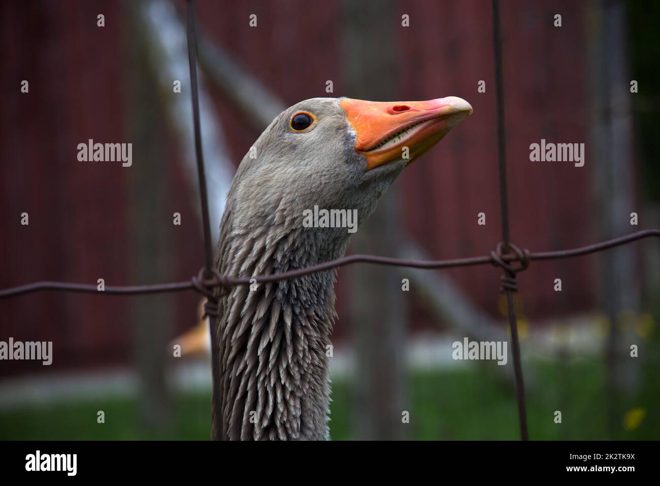 Grau Gänsevögel Zaun rot Scheune grün Gras Bauernhof Tier Grauschnabel Stockfoto