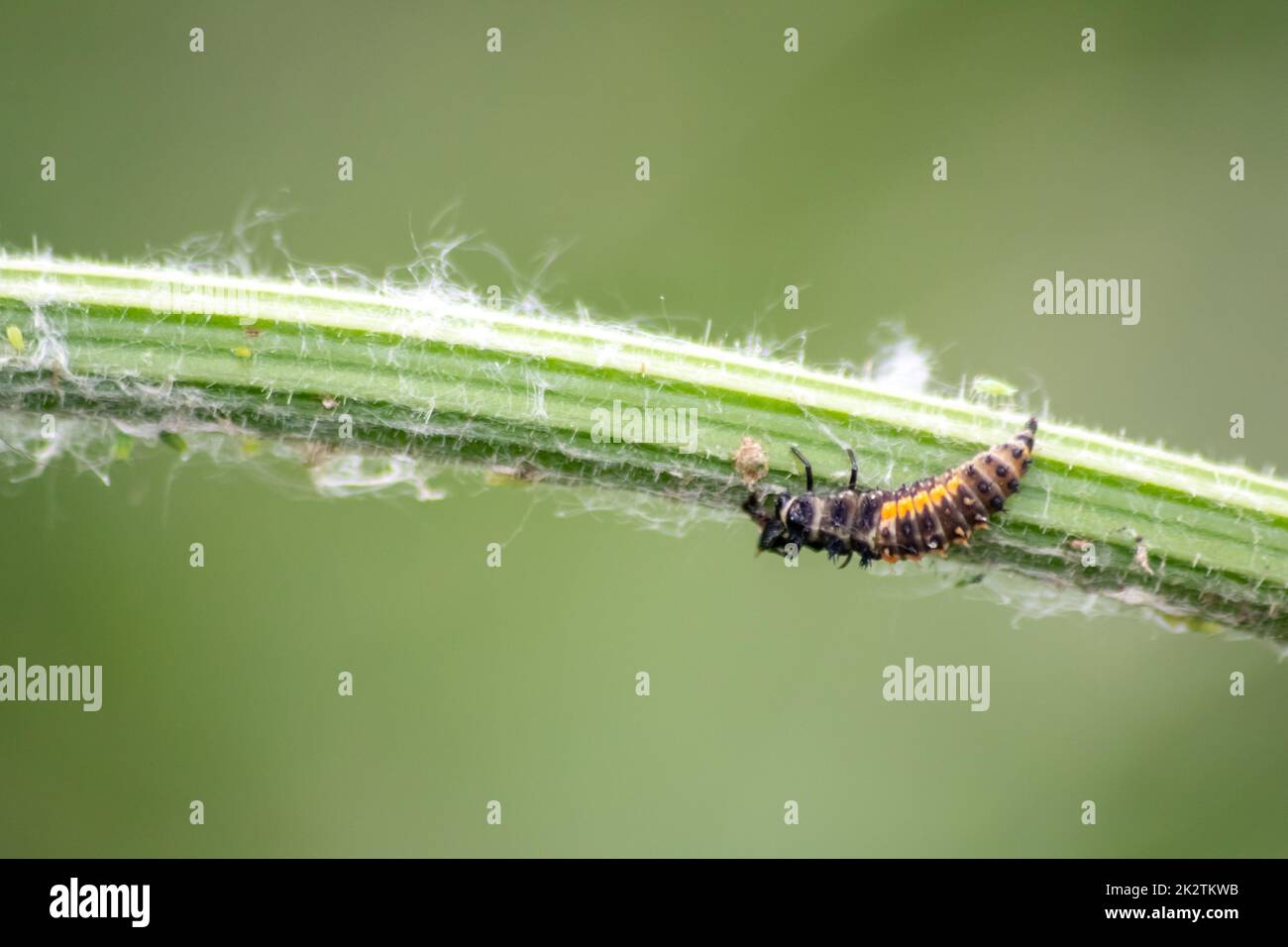 Neugeborene Marienkäfer, die grünes Blatt ausscheiden, wechselt von Larve zu Marienkäfer-Käfer mit schwarzen Punkten rote Flügel zeigen neugeborene Glückspilze Harmonie natürliche Schädlingsbekämpfung in der Landwirtschaft Stockfoto