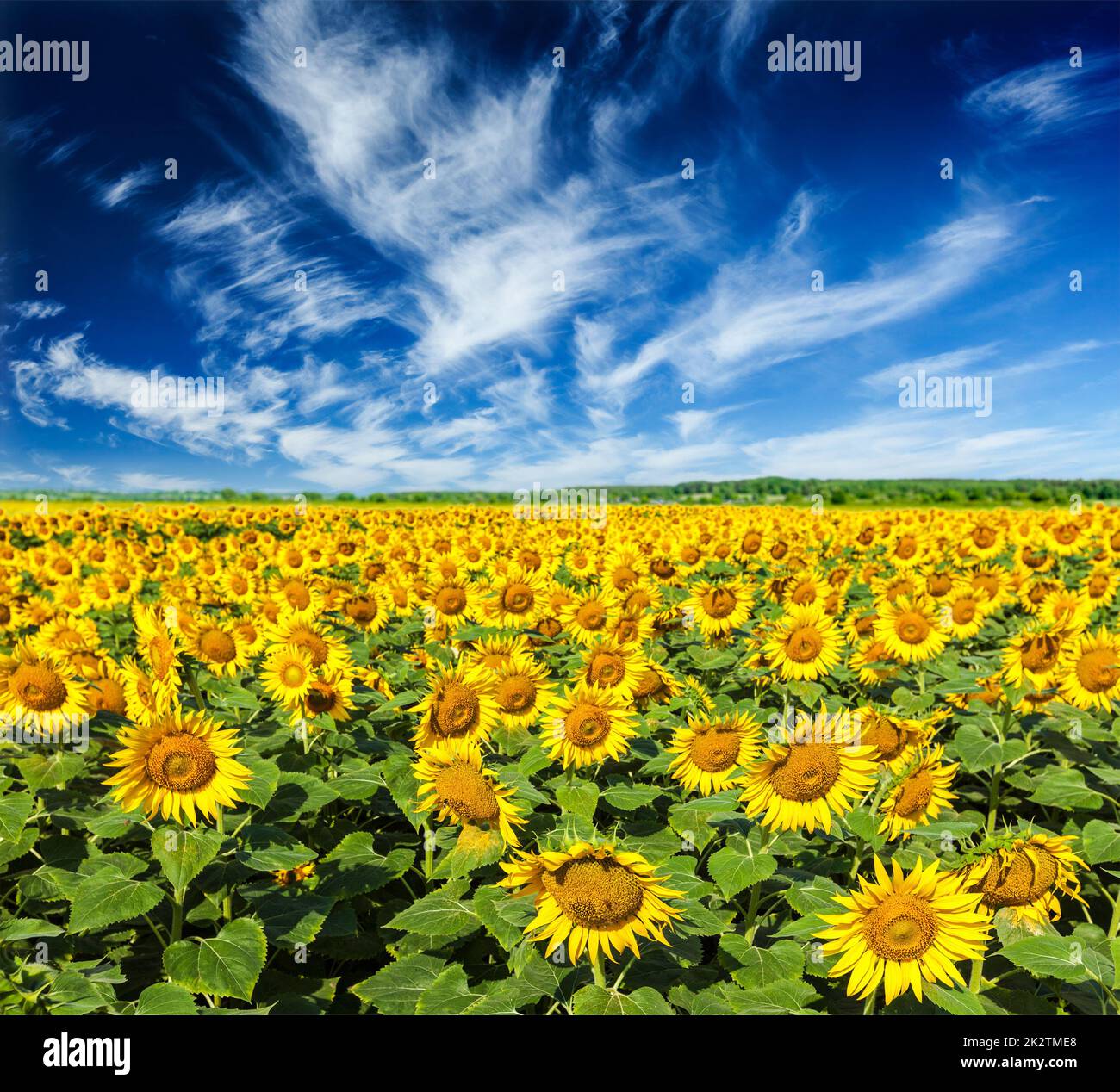 Sonnenblumenfeld und blauer Himmel Stockfoto
