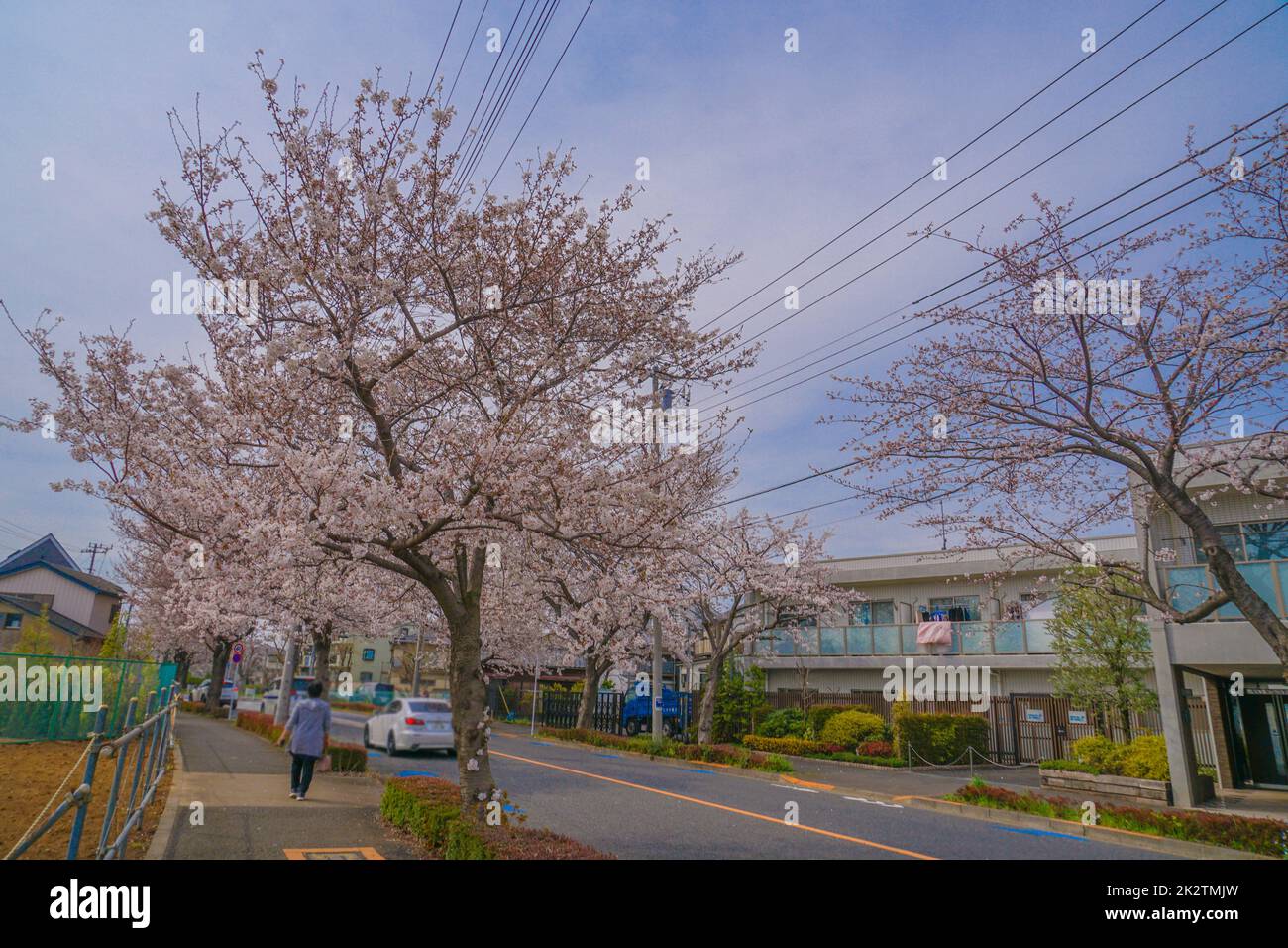 Sakura in Osawa, Mitaka City Stockfoto