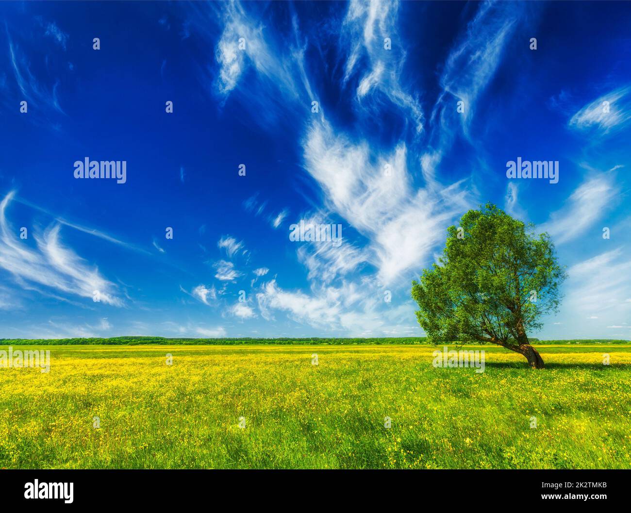Frühlingssommer grüne Feldlandschaft mit einem Baum Stockfoto