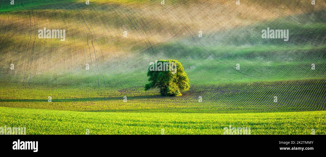 Panorama eines einsamen Baumes auf dem gepflügten Feld Stockfoto