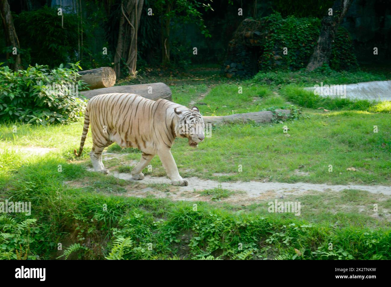 Ein bengalischer Tiger (Panthera tigris tigris) in einem Zoo. Sie gehört zu den größten Wildkatzen, die heute leben. Stockfoto