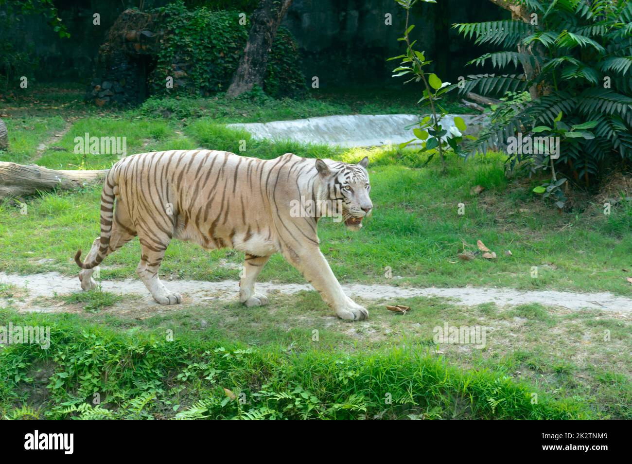 Ein bengalischer Tiger (Panthera tigris tigris) in einem Zoo. Sie gehört zu den größten Wildkatzen, die heute leben. Stockfoto