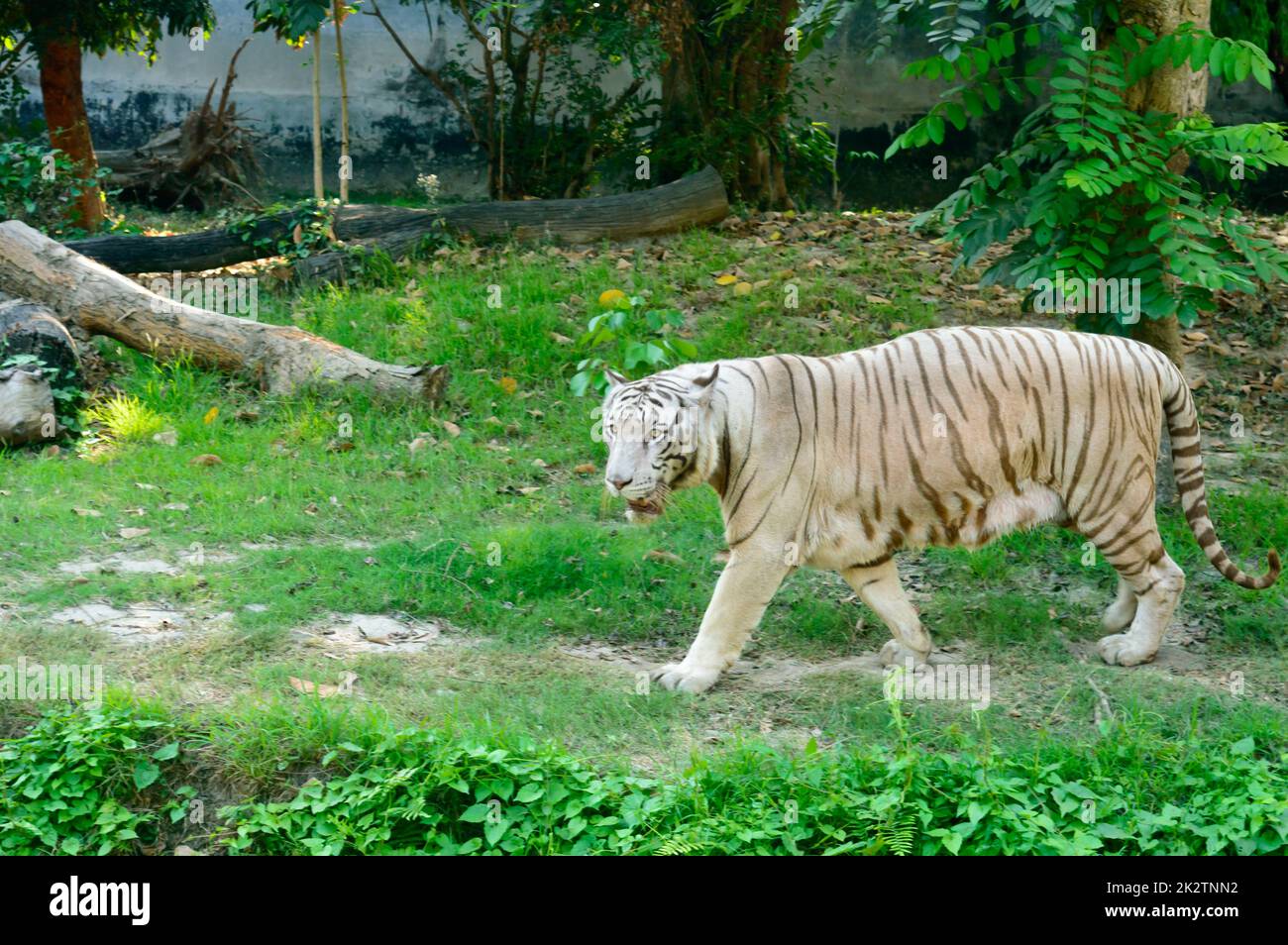 Ein bengalischer Tiger (Panthera tigris tigris) in einem Zoo. Sie gehört zu den größten Wildkatzen, die heute leben. Stockfoto