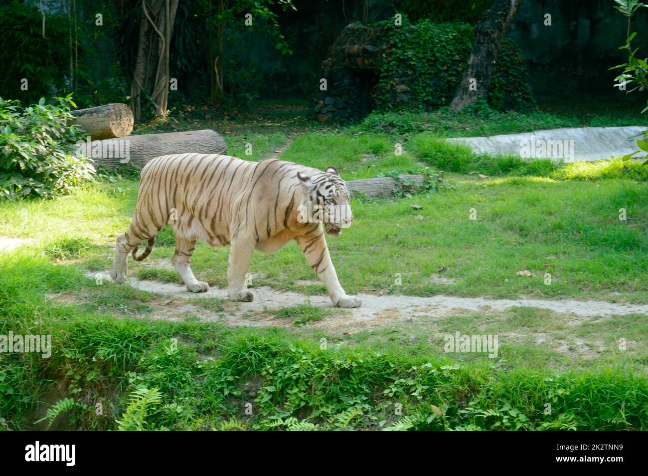 Ein bengalischer Tiger (Panthera tigris tigris) in einem Zoo. Sie gehört zu den größten Wildkatzen, die heute leben. Stockfoto