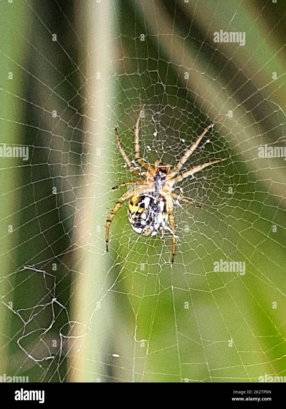 Das Netz, hinter dem sich eine Spinne befindet Stockfoto