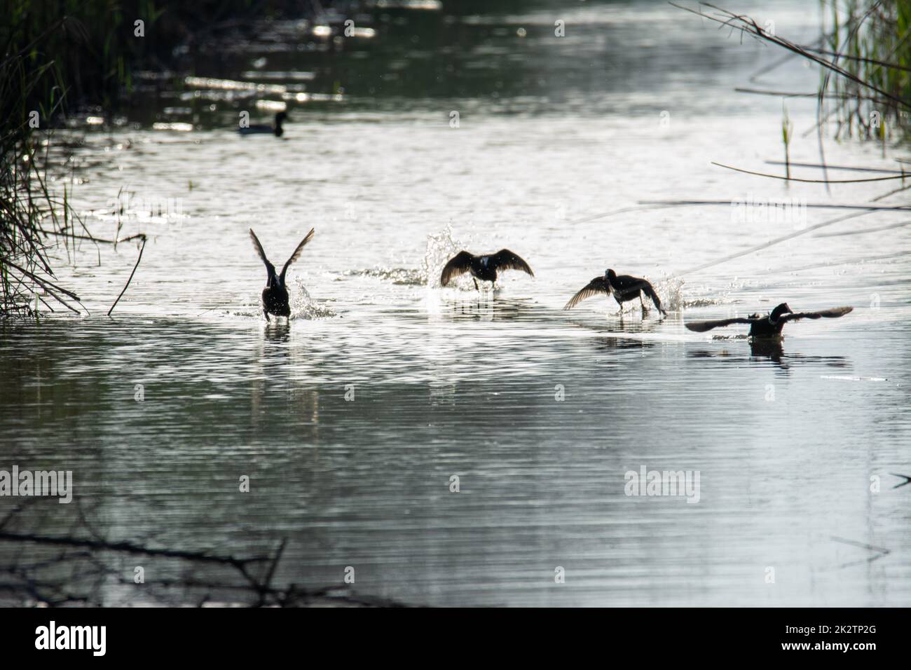 Gewöhnlicher Muschi, wilder Vogel in einem See, mit Schilf und Schilf, Paarung im frühen Frühling, natürliches Leben, Fulica atra Stockfoto