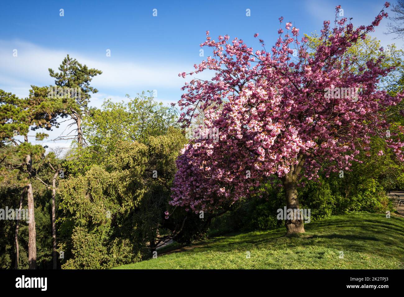 Japanische Kirsche Blüte im Frühjahr Stockfoto