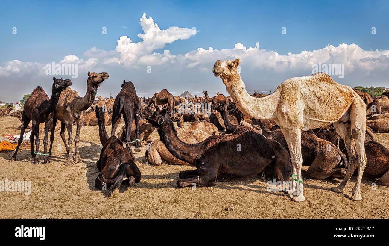 Panoramabild der Kamele am Pushkar Mela (Pushkar Kamelmesse). Pushkar, Rajasthan, Indien Stockfoto