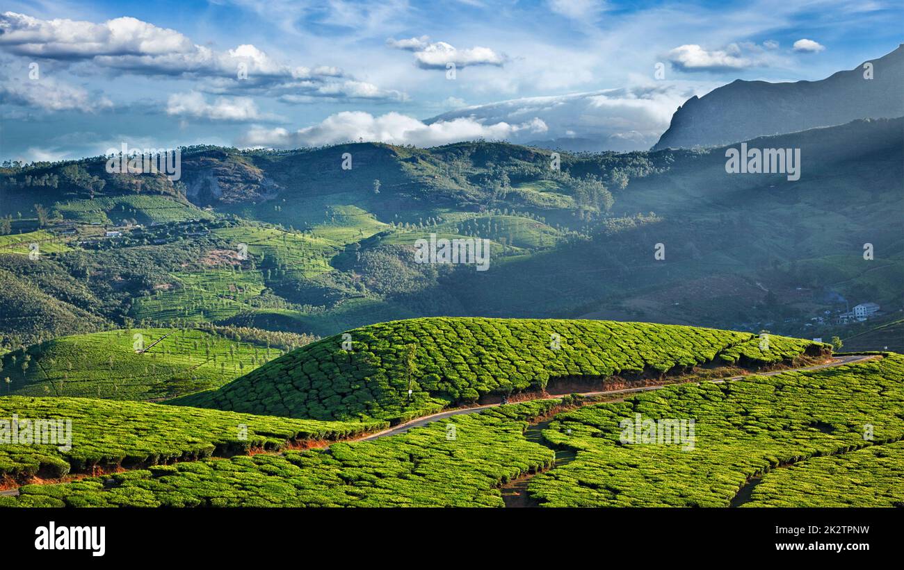 Grüner Tee-Plantagen in Indien Stockfoto