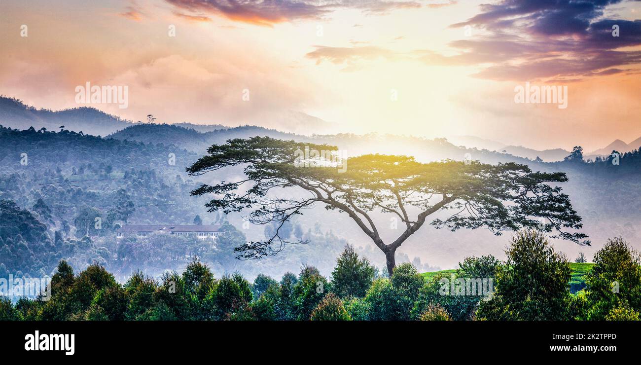 Einsamer Baum auf Sonnenaufgang in Bergen Stockfoto