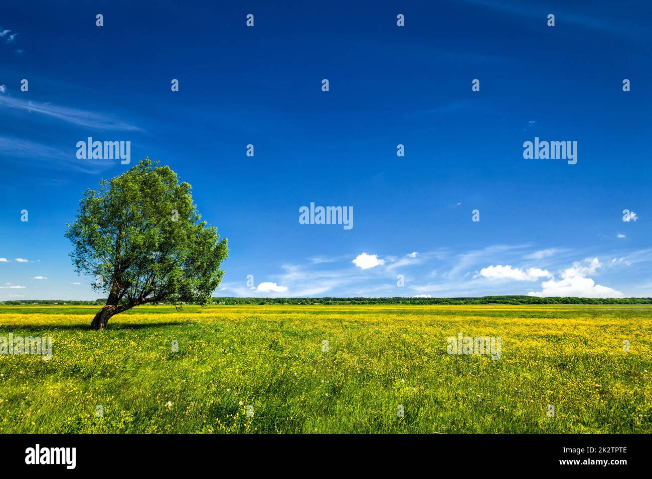 Grünen Wiese Landschaft Landschaft mit Baum Stockfoto