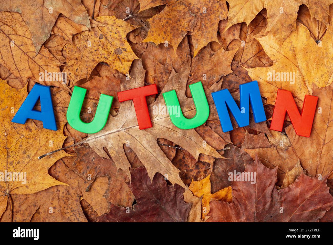 Das Wort "Herbst" auf den gefallenen Blättern Stockfoto