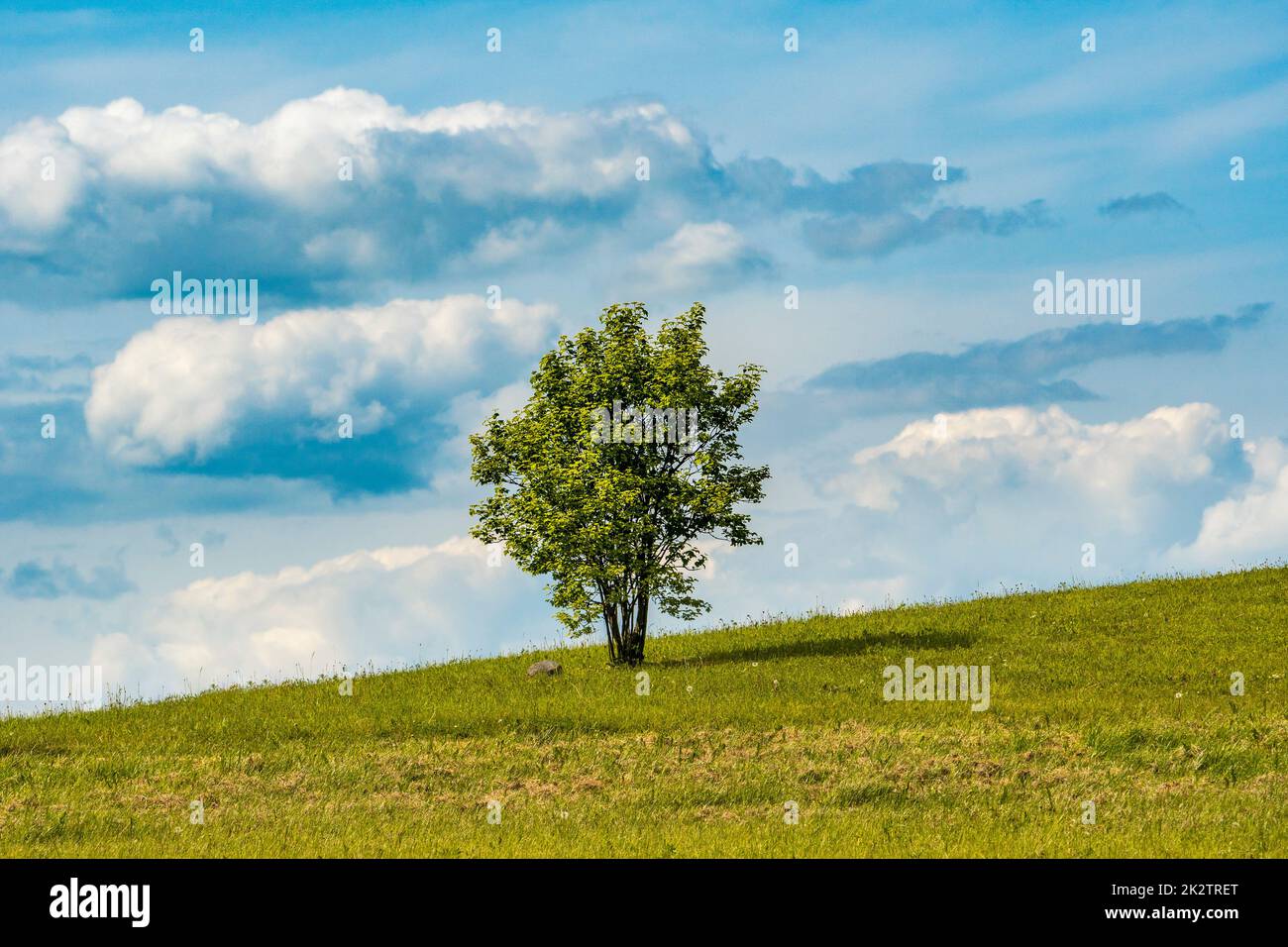 Junger Baum, der allein auf dem Hügel wächst Stockfoto