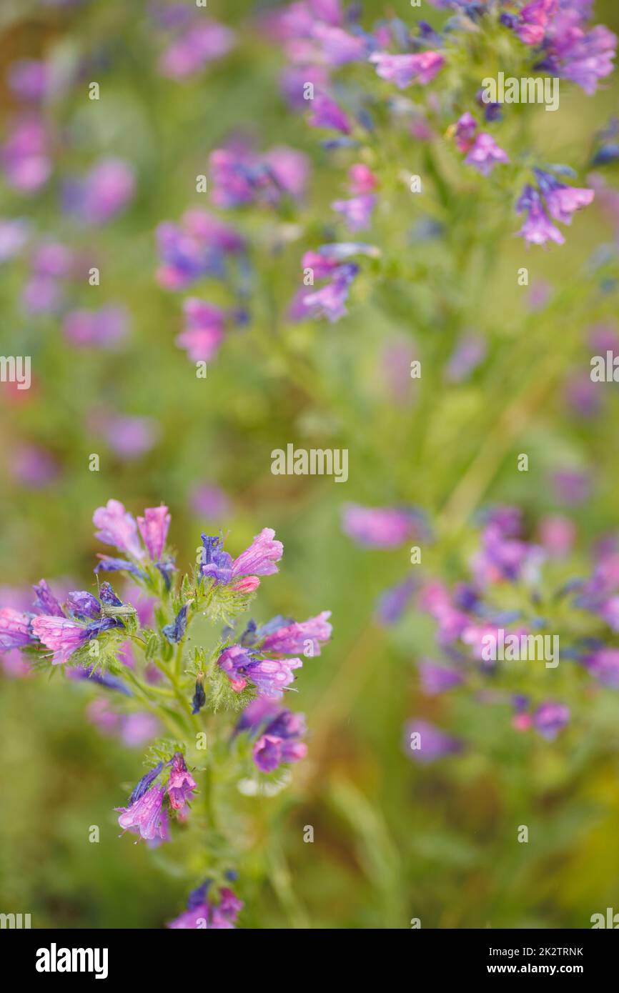 Schöne rosa lila Blüten in Nahaufnahme Stockfoto