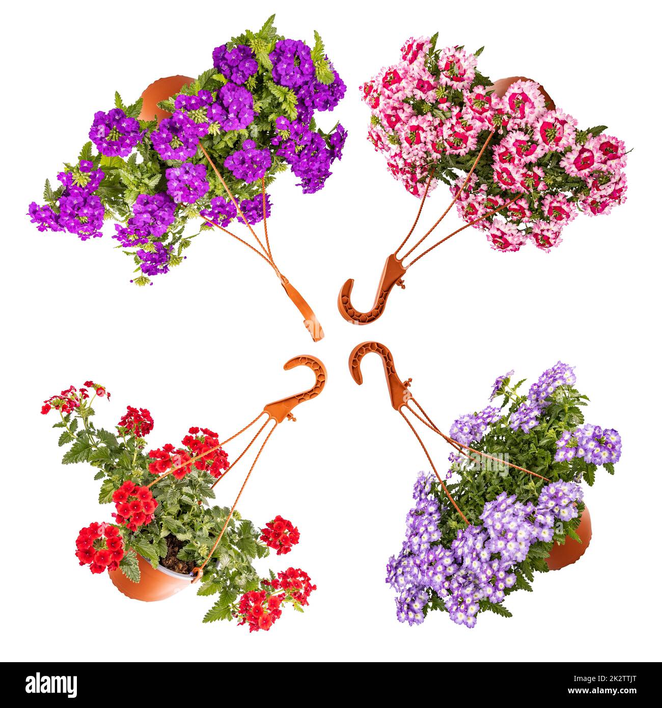 Blühende Verbena-Blumen Stockfoto