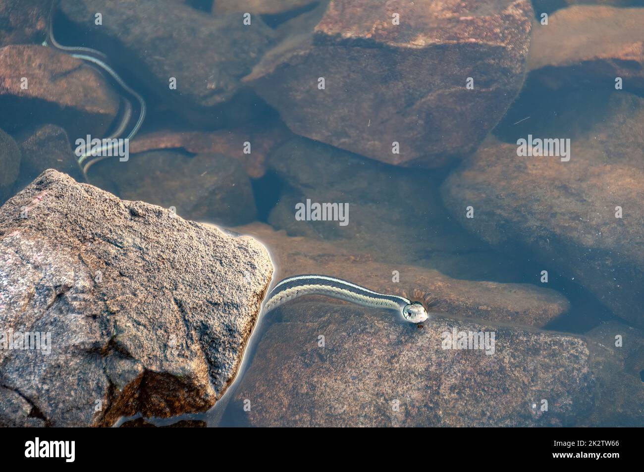 Gater Snake auf Patrouille am Boundary Water Lake Stockfoto