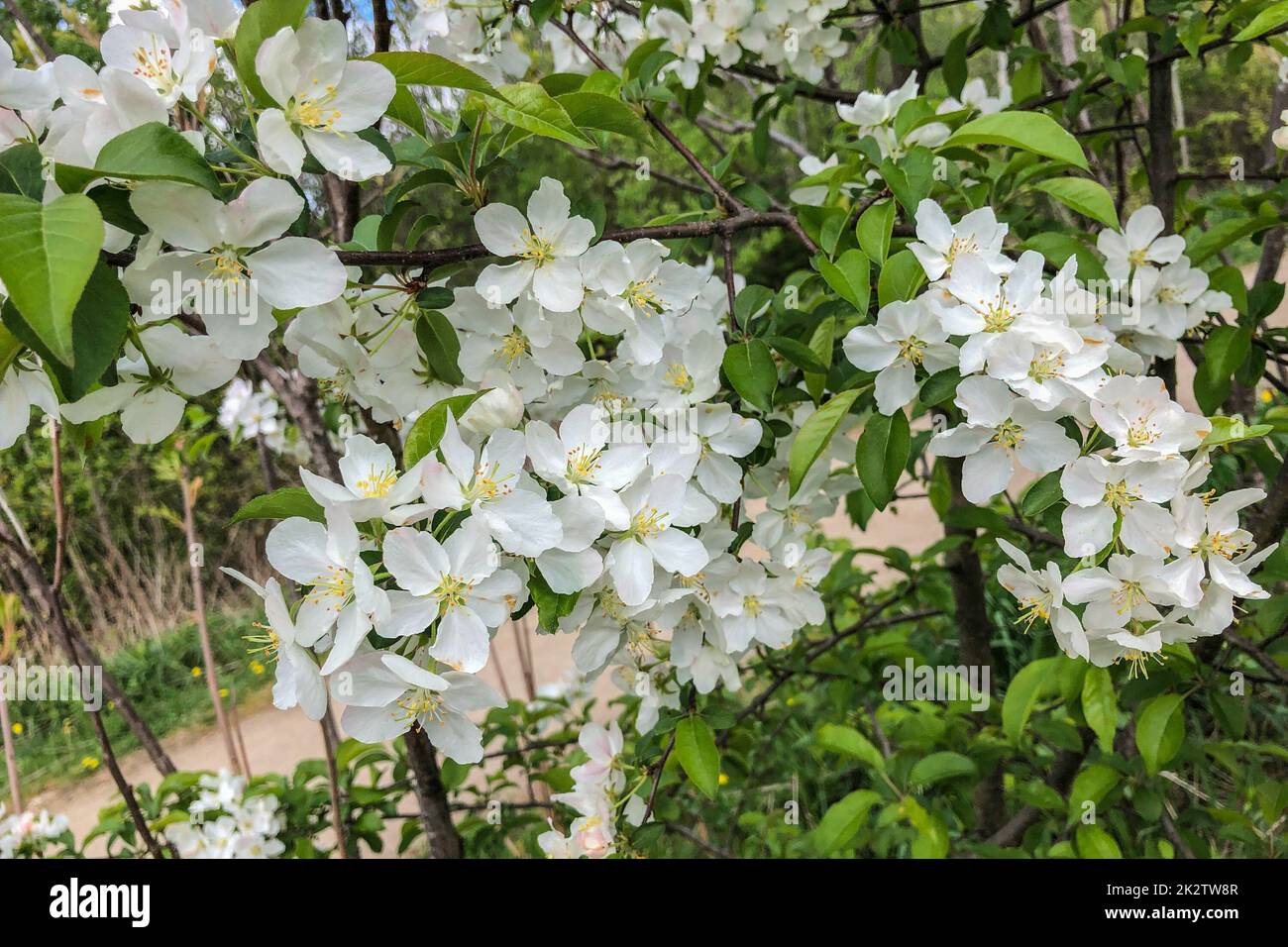 Frühjahrsblüte Stockfoto