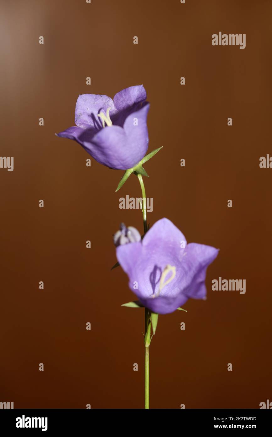 Blaue Blütenblüten aus nächster Nähe trendiger botanischer Hintergrund Campanula rhomboidalis Familie campanulaceae große Drucke in hoher Qualität Stockfoto