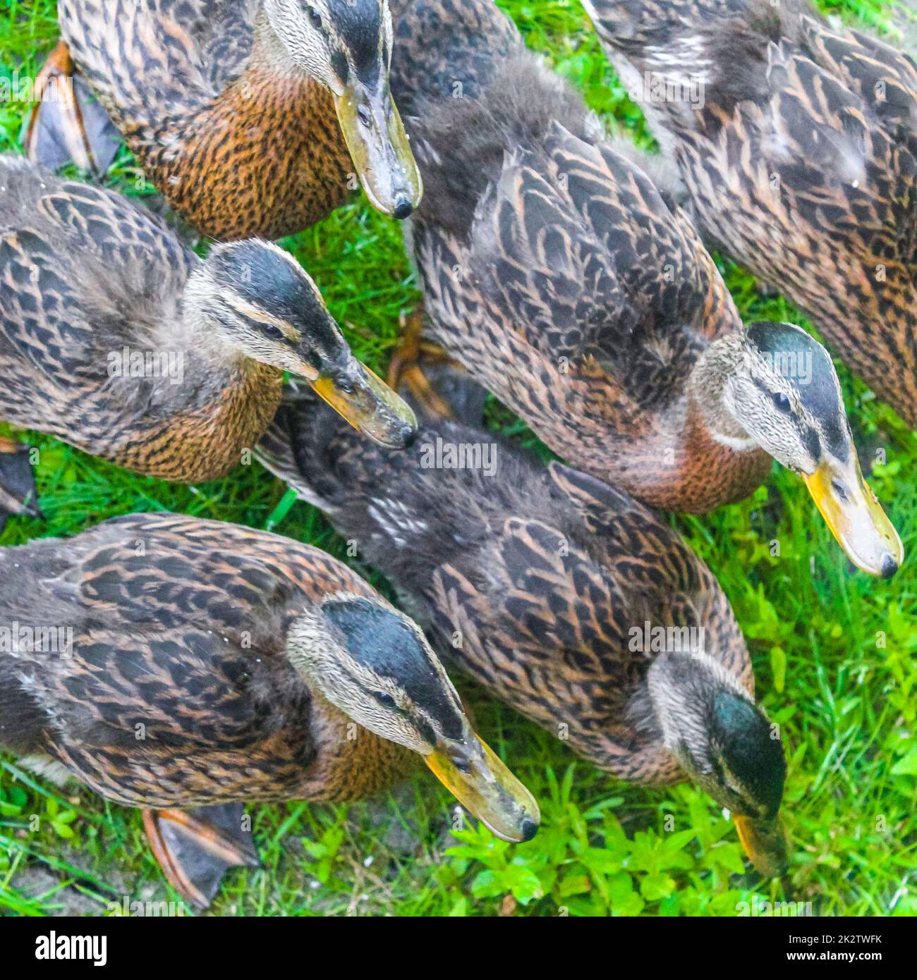 Männliche weibliche Stockenten auf grünem Gras mit natürlichem Hintergrund Deutschland. Stockfoto