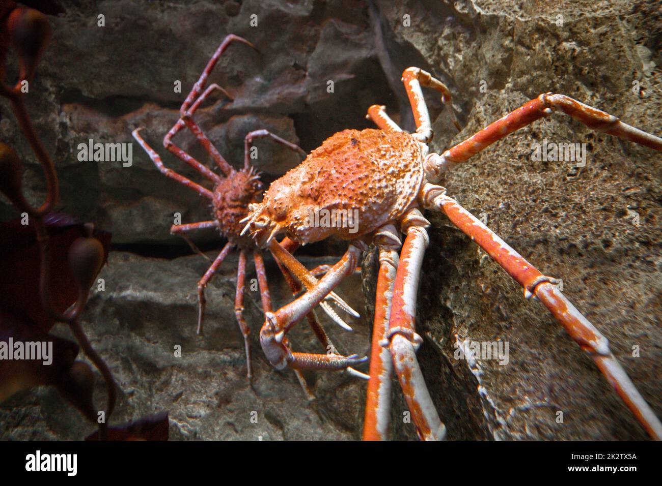 Riff spinnenkrabbe Fotos und Bildmaterial in hoher Auflösung Alamy