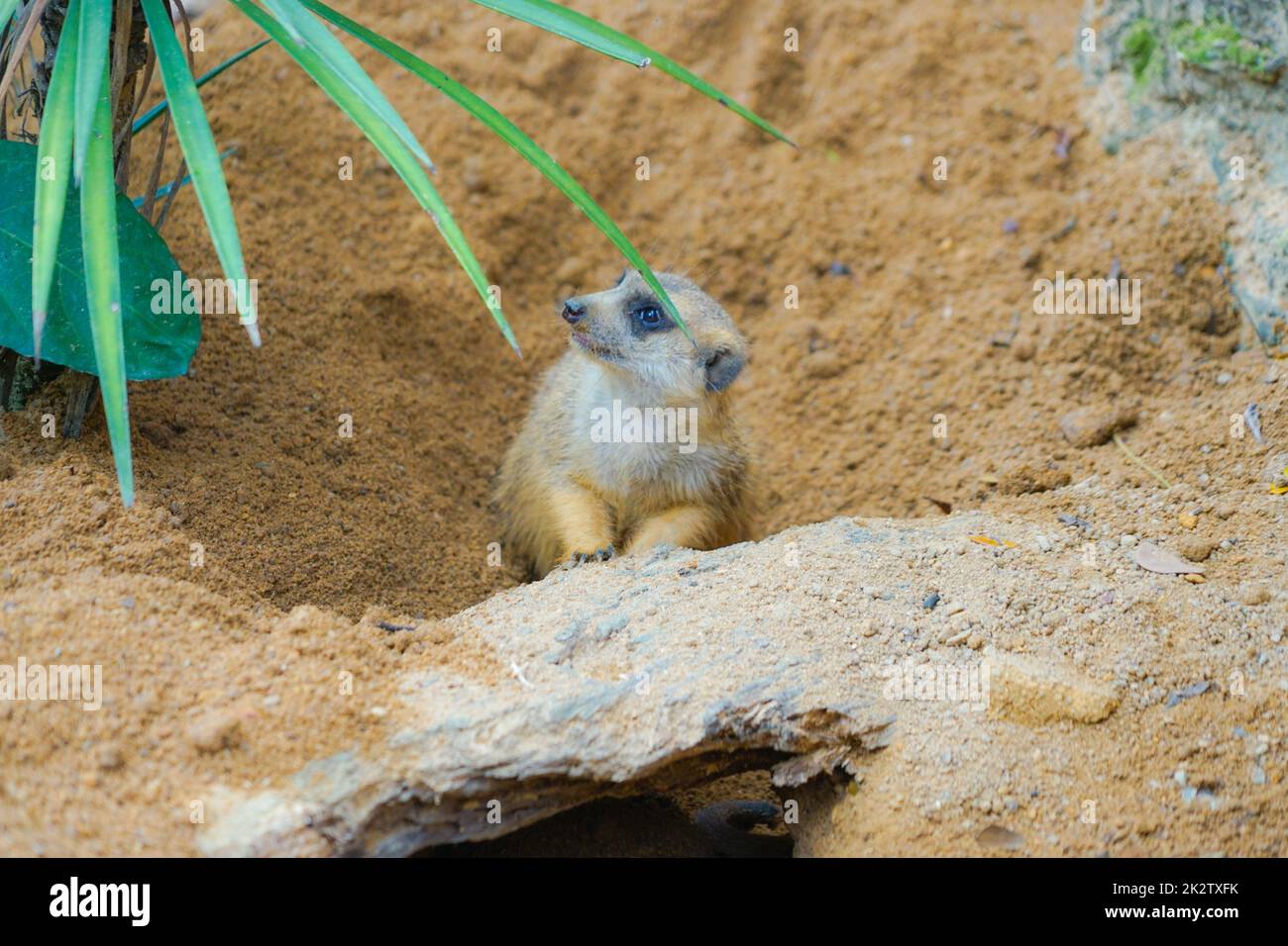 Von süßem Erdmännchen-Image Stockfoto