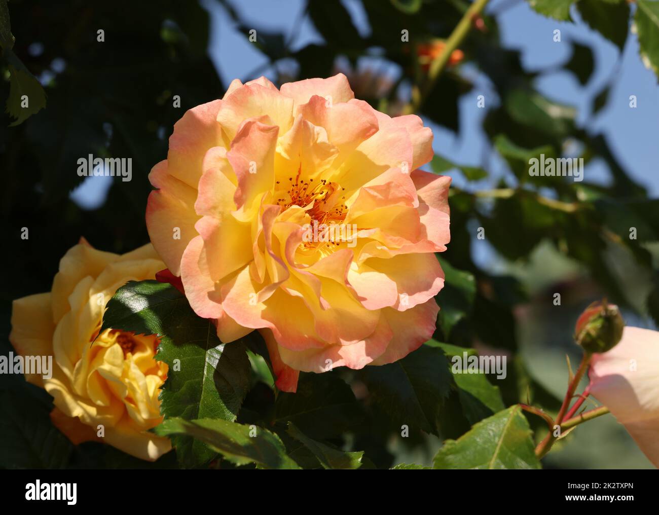 Gelbe Rosen am Zweig im Garten Stockfoto