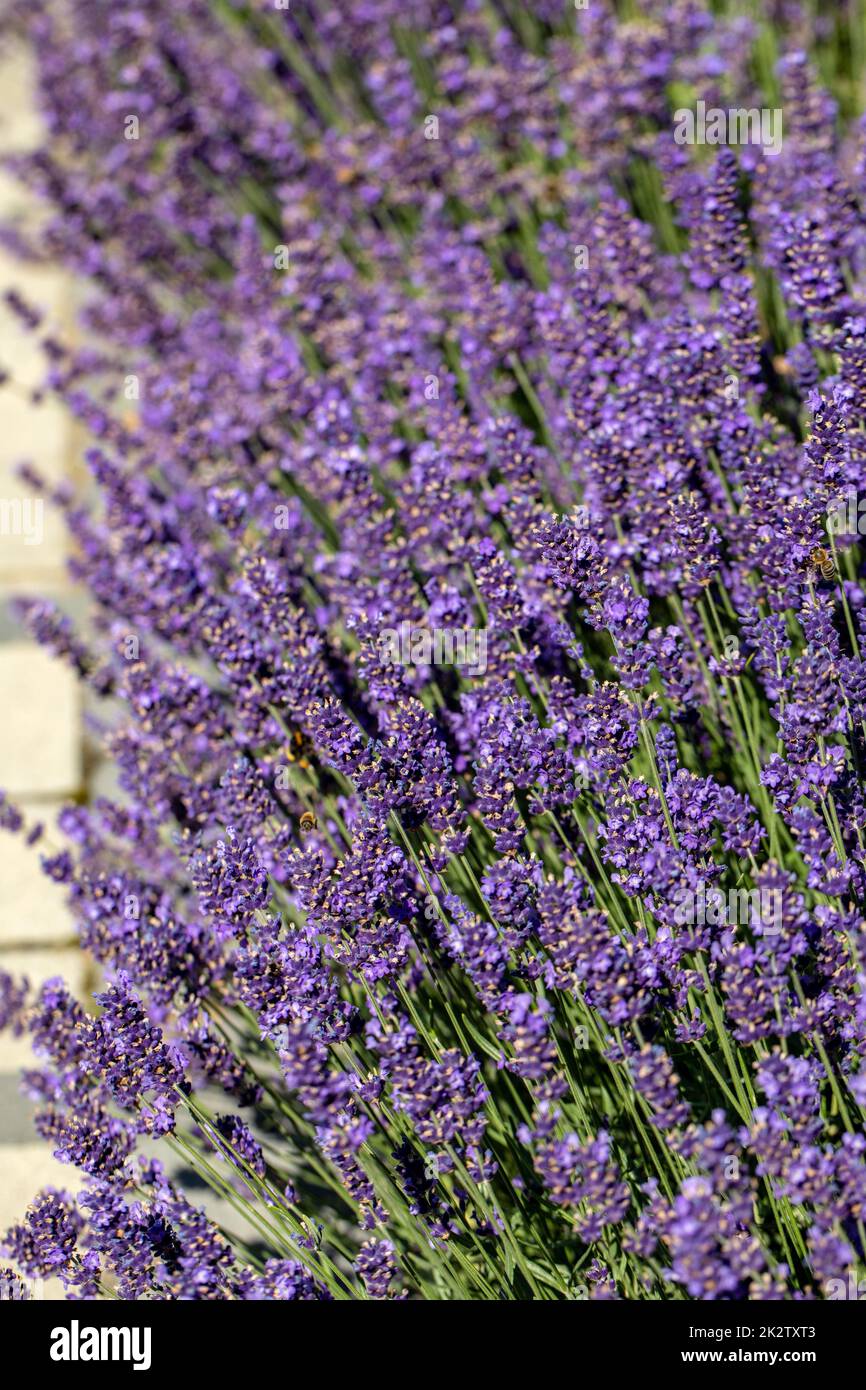 Die blühenden Lavendel Blumen in der Provence, in der Nähe von Sault, Frankreich Stockfoto