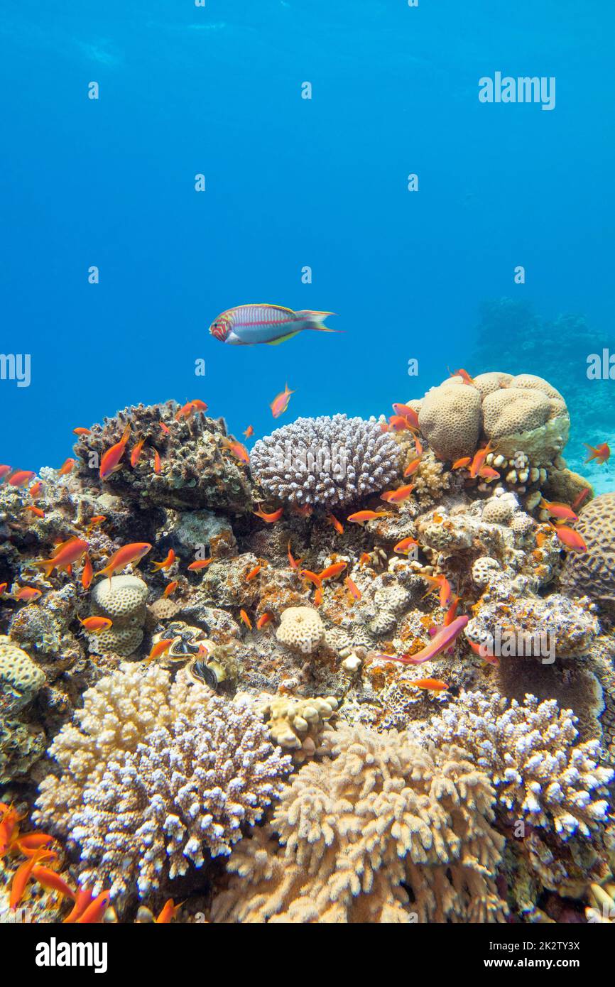 Farbenprächtiges, malerisches Korallenriff am Boden des tropischen Meeres, Hartkorallen mit Anthias-Fischen, Unterwasserlandschaft Stockfoto
