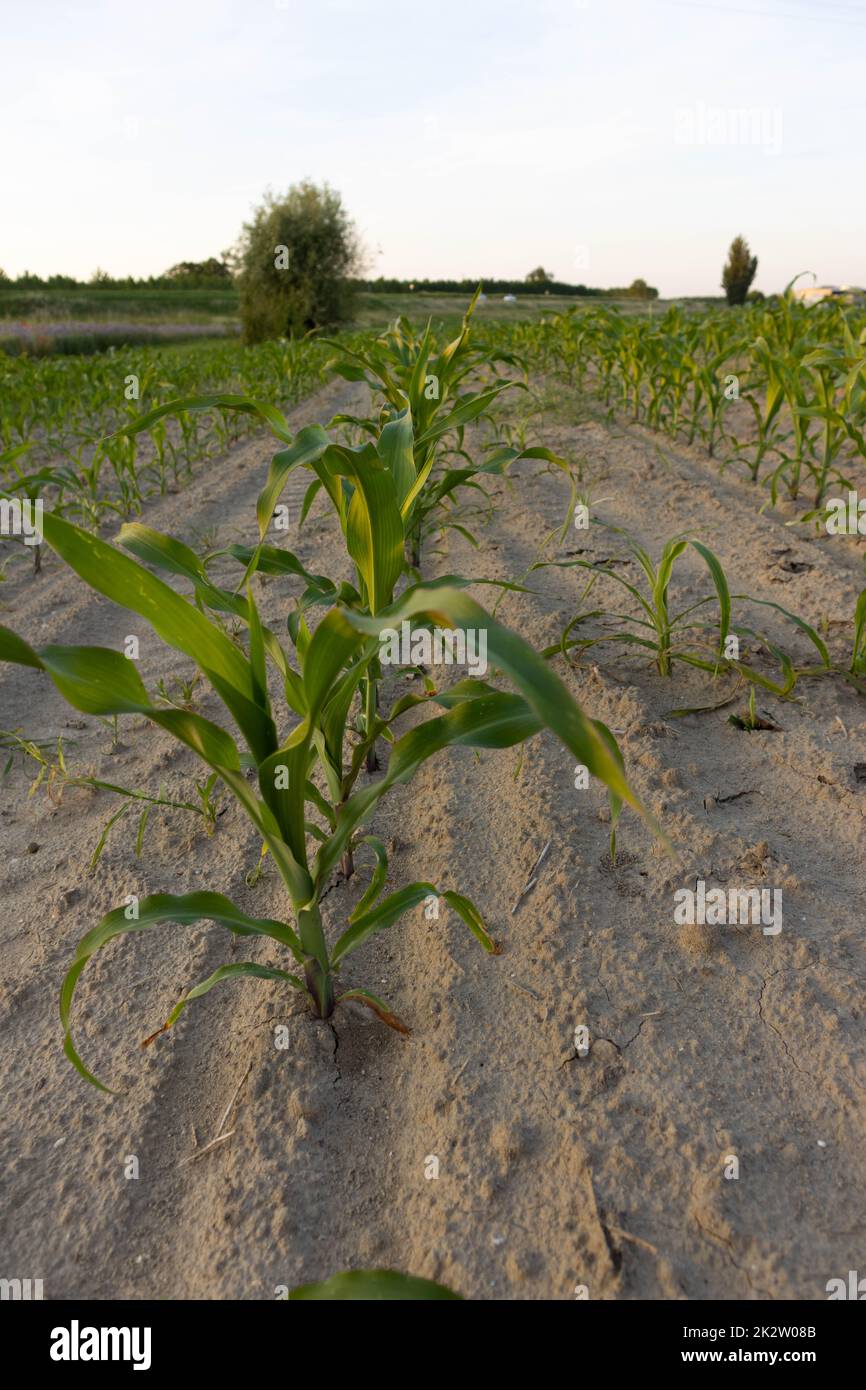 Maiskorngetreide im Frühjahr Hi Res Stockfoto