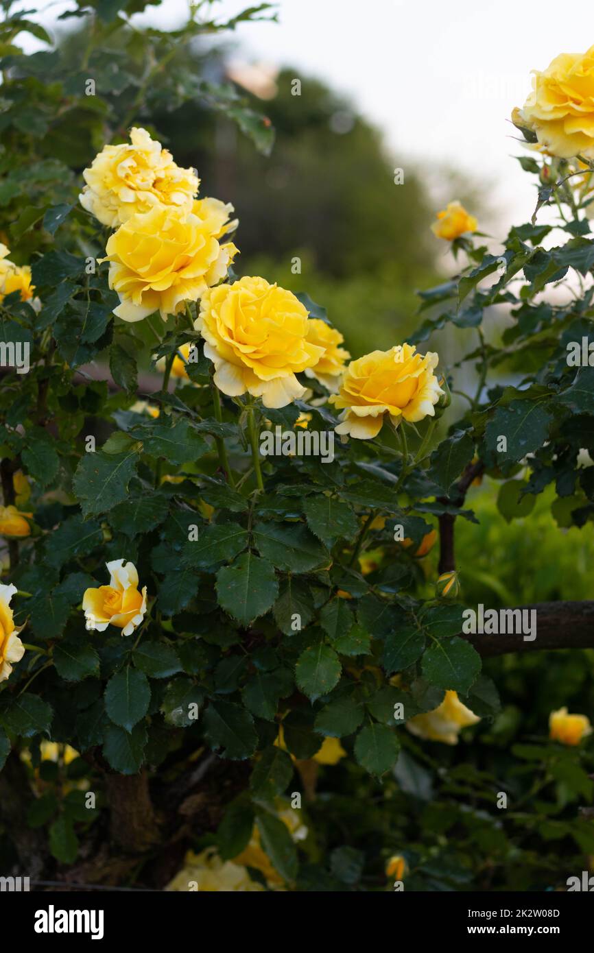 Gelbe Rosenblüte wächst in der italienischen Landschaft Stockfoto