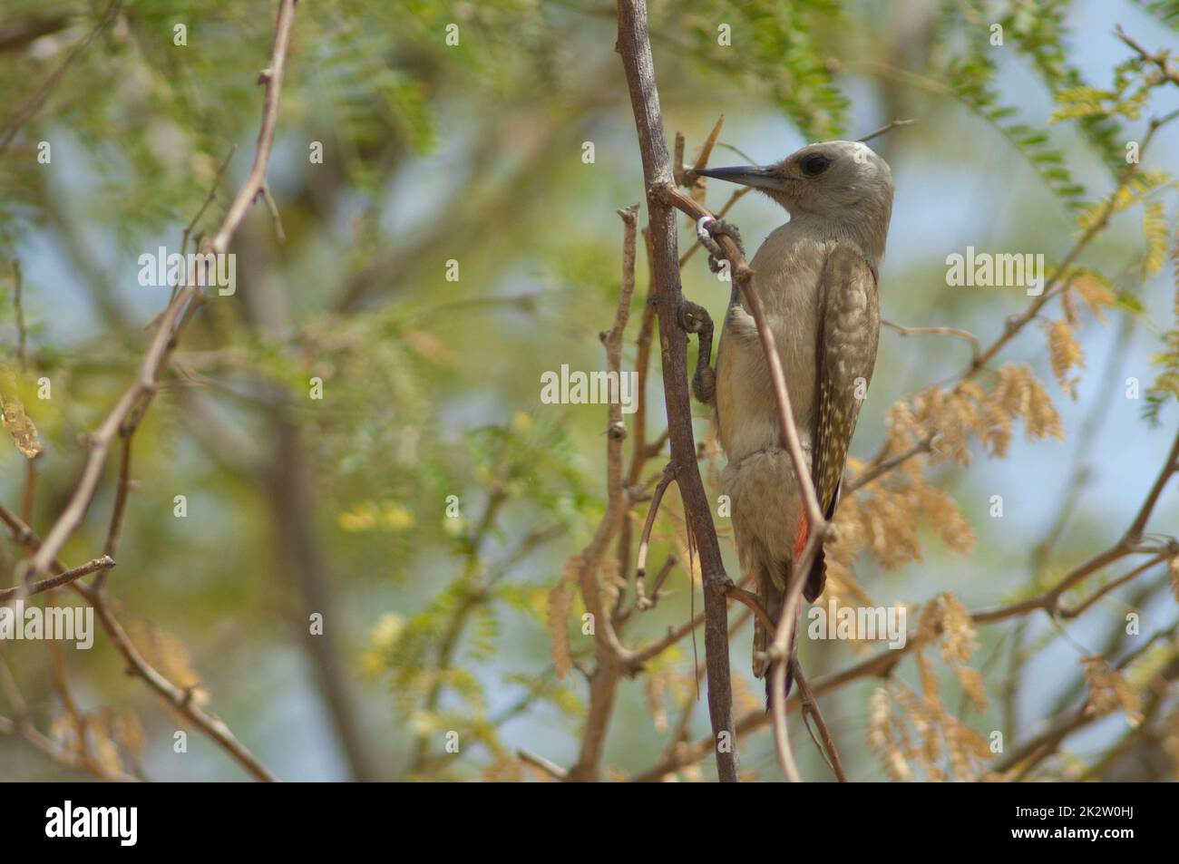 Afrikanischer grauer Specht Dendropicos goertae auf einem Ast. Stockfoto