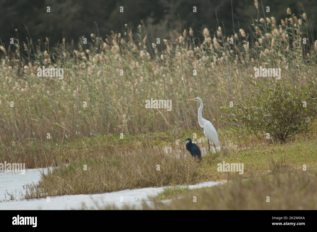 Westlicher Riffreiher Egretta gularis und großer Reiher Ardea alba melanorhynchos. Stockfoto