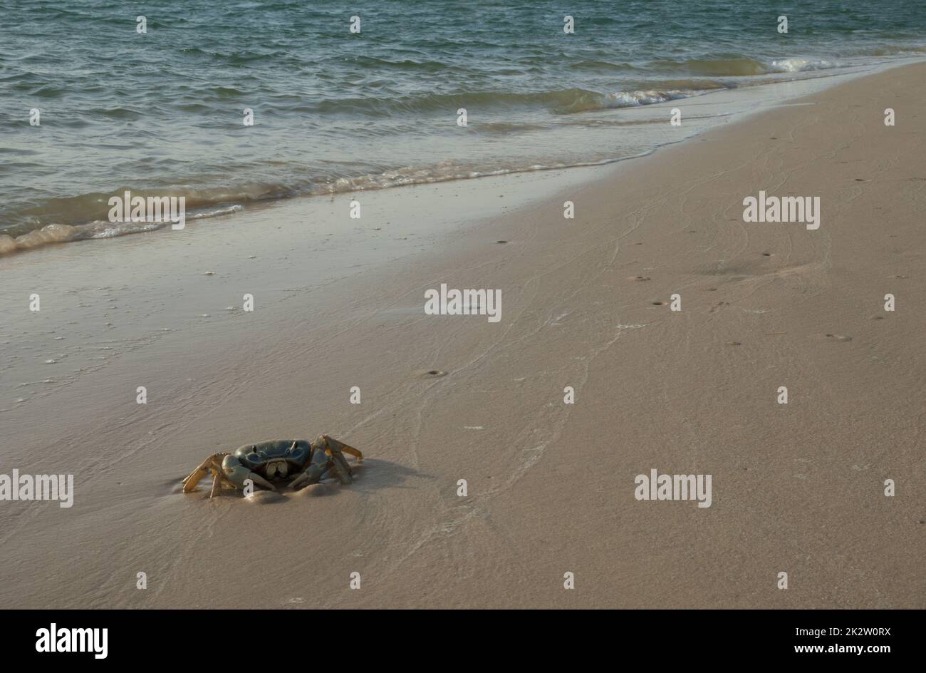 Krabben im Sand des Senegal-Flusses. Stockfoto